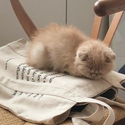 mimicatsss's tweet photo. AU TAEGYU | CATS 🐾

Donde Taehyun y Beomgyu son esposos y se ponen a recordar su historia de amor en su luna de miel. ♡

#TaegyuMixingColors https://t.co/qHdRA8SQd0
