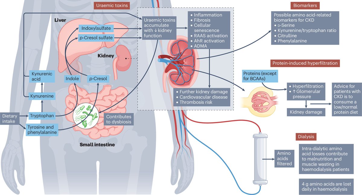 Nature Reviews Nephrology (@natrevneph) on Twitter photo New online! <a href="/mrins01/">Markus Rinschen</a> and colleagues review the metabolic role of the kidney in amino acid metabolism go.nature.com/3X7d8WF New online! <a href="/mrins01/">Markus Rinschen</a> and colleagues review the metabolic role of the kidney in amino acid metabolism go.nature.com/3X7d8WF
