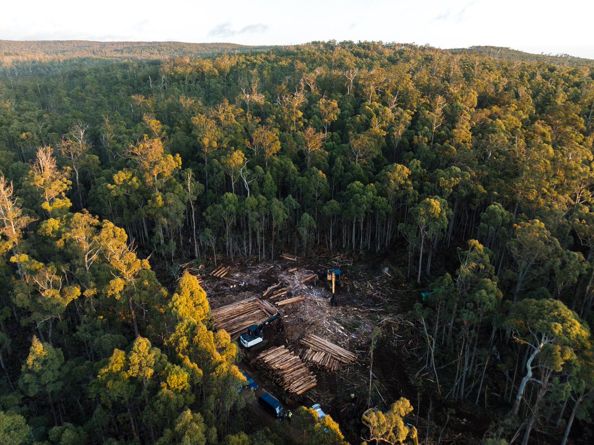 BobBrownFndn's tweet image. ⚠️ As #SwiftParrots return to Tasmania, a peaceful occupation by forest defenders is continuing today in Tasmania’s Eastern Tiers where logging has been destroying breeding habitat for these critically endangered birds 🚧
#politas bobbrown.org.au/protest-calls-…