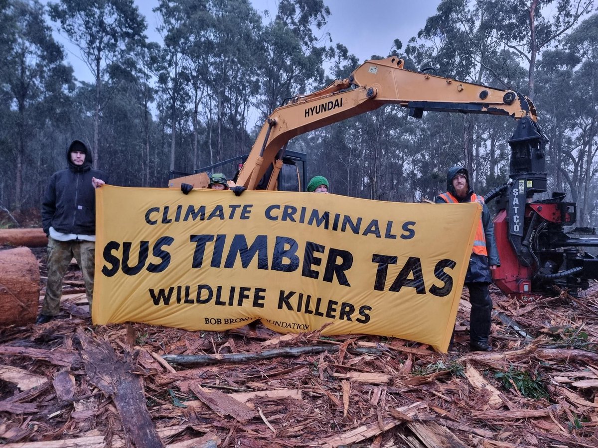 BobBrownFndn's tweet image. ⚠️ As #SwiftParrots return to Tasmania, a peaceful occupation by forest defenders is continuing today in Tasmania’s Eastern Tiers where logging has been destroying breeding habitat for these critically endangered birds 🚧
#politas bobbrown.org.au/protest-calls-…