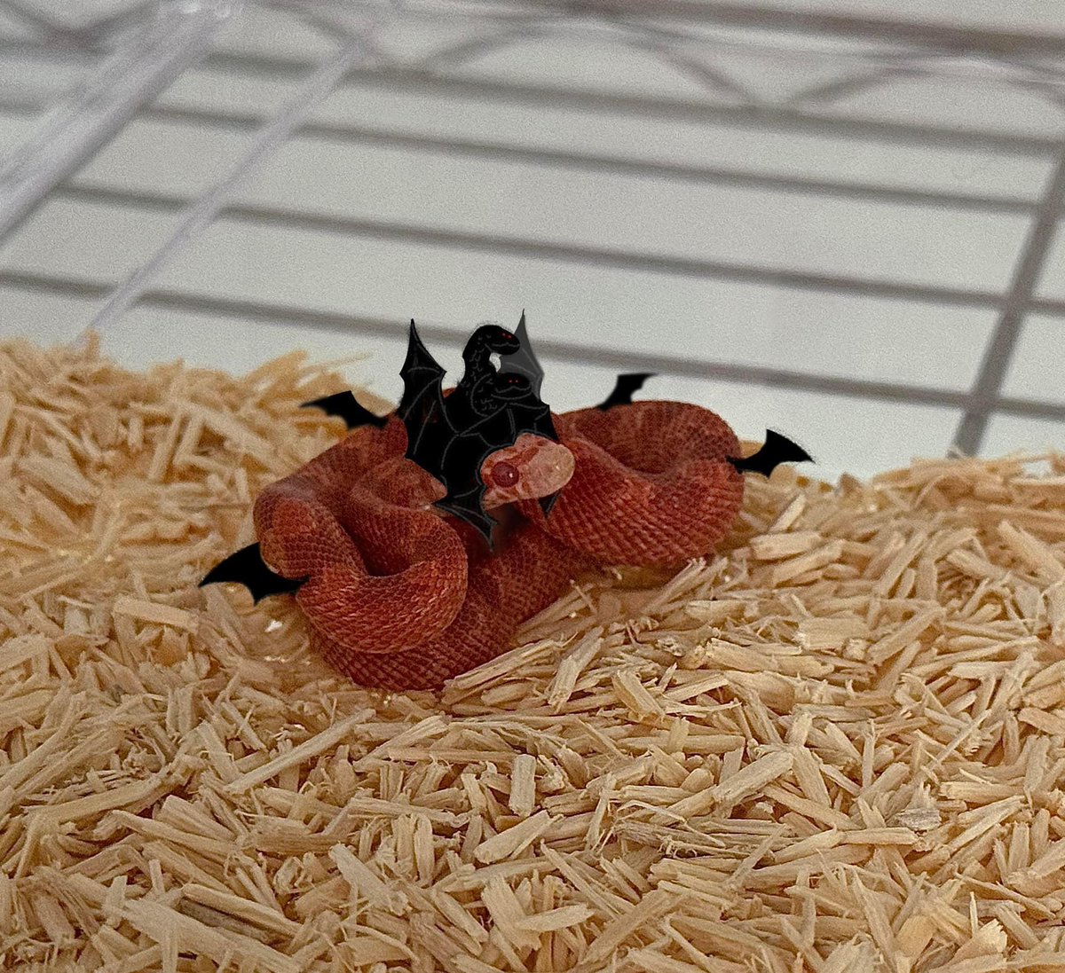 RappelJumper_'s tweet photo. my snake ✌🏻 https://t.co/1gsdTaz5vn