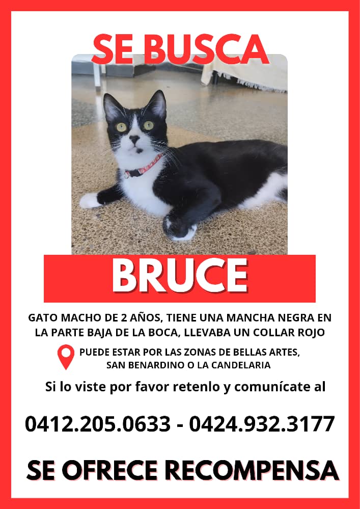 Se busca RP <a href="/mg_741/">M.Ga 👻🍫(っ◔◡◔)っ</a>: Brucito se perdio el lunes 26 de agosto, por la zona de San Bernandino (Caracas). Posiblemente este herido o aturdido, ya que nunca ha estado en la calle. 
Por favor, difundan, su familia está desesperada por encontrarlo. 
#sebuscagato