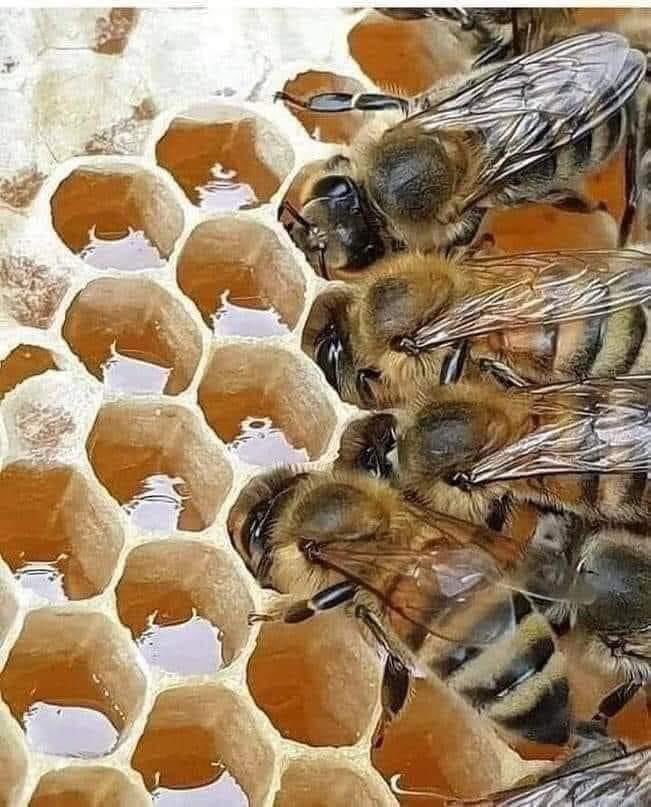 DrKatLindley's tweet photo. Fun read from a friend

Fun and interesting read about Honey!
- one spoonful of honey is enough to keep a person alive for 24 hours
- one of the first coins in the world featured a bee symbol
- honey contains live enzymes. The metal spoon kills these enzymes. The best way to consume honey is with a wooden spoon, if not, you can use a plastic one.
- honey contains a substance that helps the brain function.
- honey is one of the few foods on earth that alone can sustain human life.
- bees saved people from starvation in Africa.
- propolis produced by bees is one of nature's most powerful antibiotics.
- honey has no expiration date.
- the bodies of the world's greatest emperors were buried in golden coffins and then covered with honey to prevent them from rotting.
- the term "honeymoon" comes from the fact that the young couple consumed honey for fertility purposes after marriage.
- a bee lives less than 40 days, visits at least 1,000 flowers and produces less than a teaspoon of honey, but for her it is the work of a lifetime.
Thank you, dear bees!