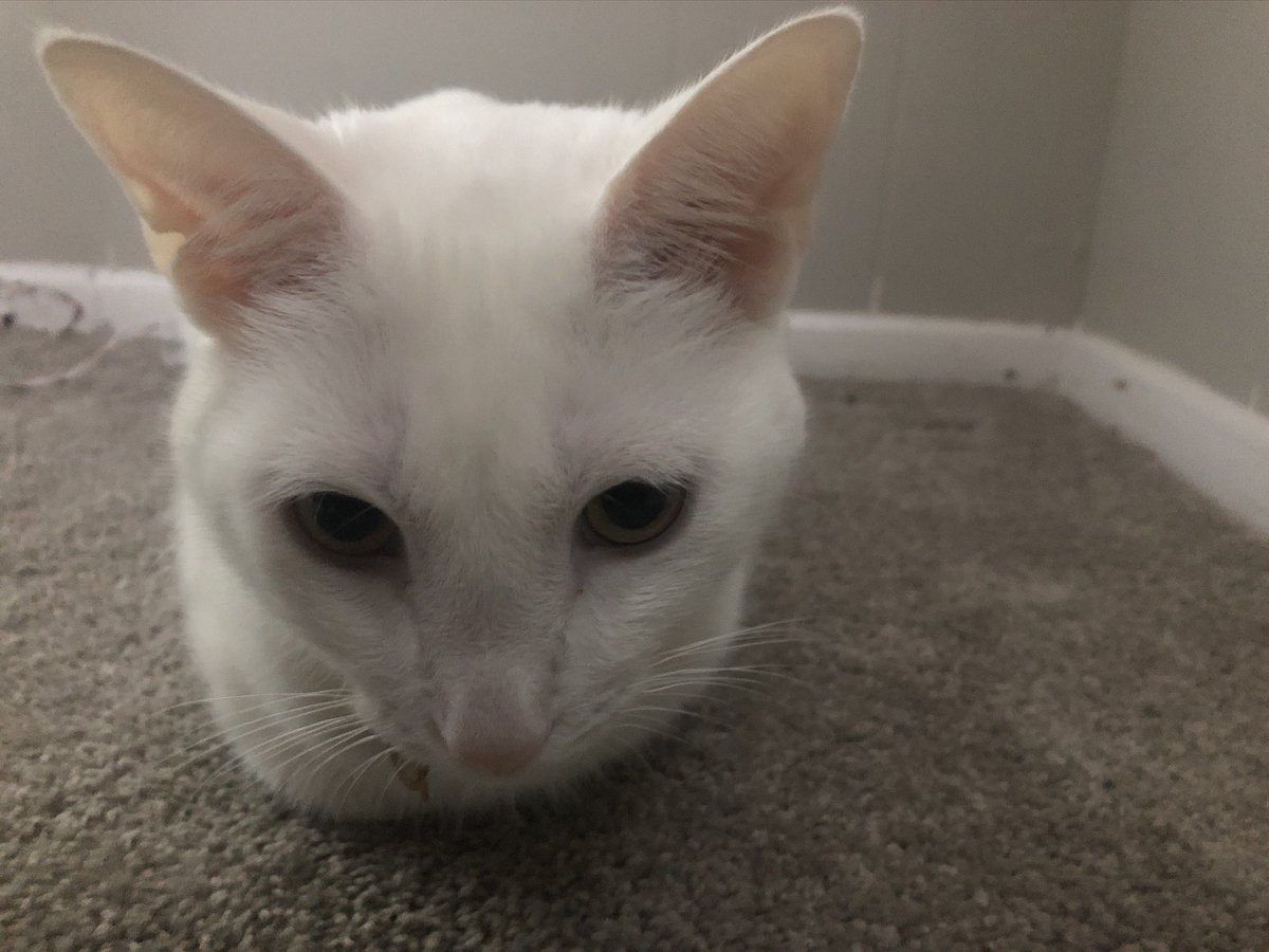 Paul Blart tweet media