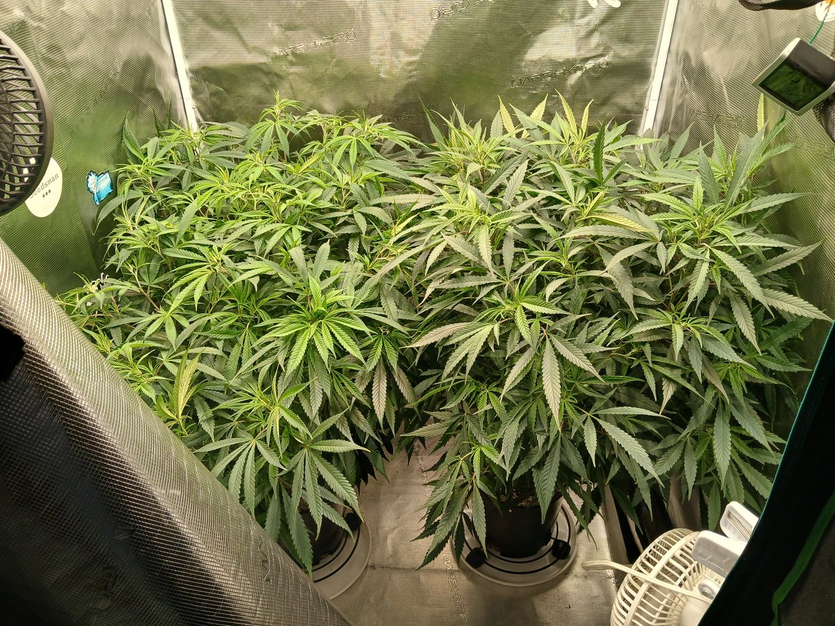 tastyterpenes's tweet photo. Pumpkin Spice and Sensi Purple Kush
Day 86 of veg under the #fce3000 in my 3x3 from @MarsHydroLight
Feeding @cropsalt nutrients
#GrowYourOwn
#CannaLand
#CannabisCommunity
#StonerFam https://t.co/433xxcZqAy