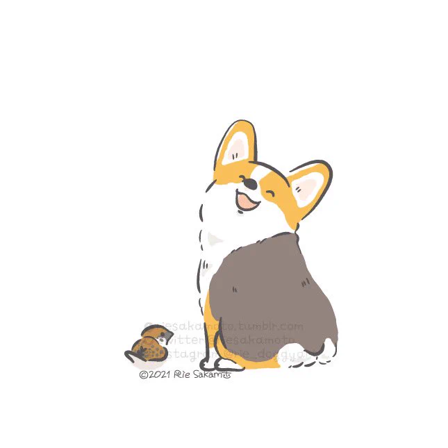 今日はハッピーサンシャインデー太陽のように明るい笑顔の日のコーギーたち#ハッピーサンシャインデー 