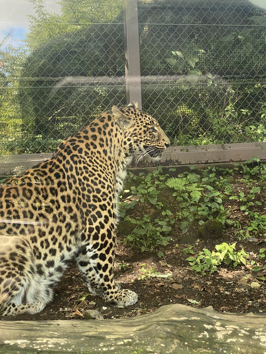 富士サファリすごく楽しかった‼️
🐱🐯🦁🐮🐫🐆🐅🦒

#真夏のネコ祭り