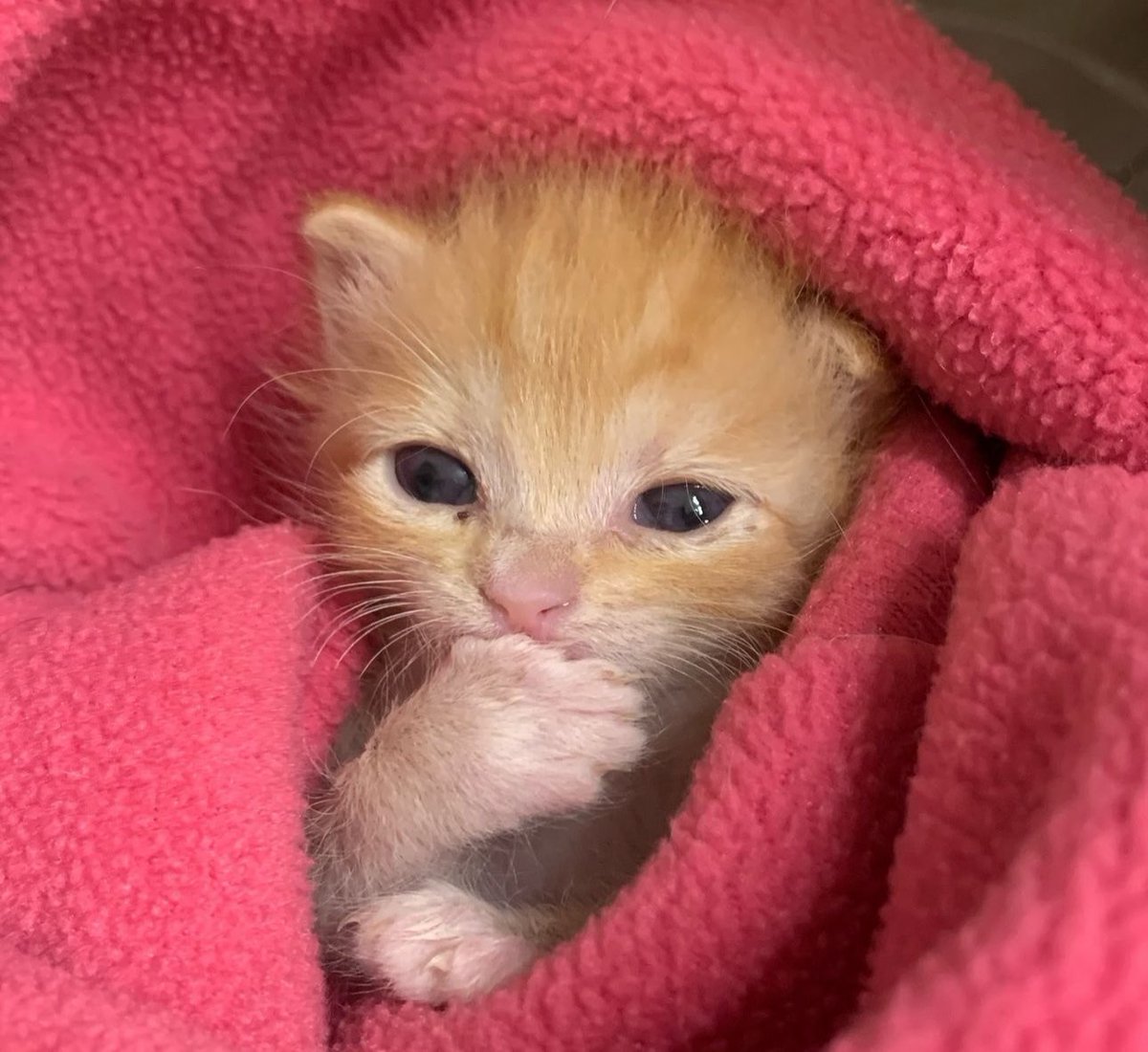 beef bibbler tweet media