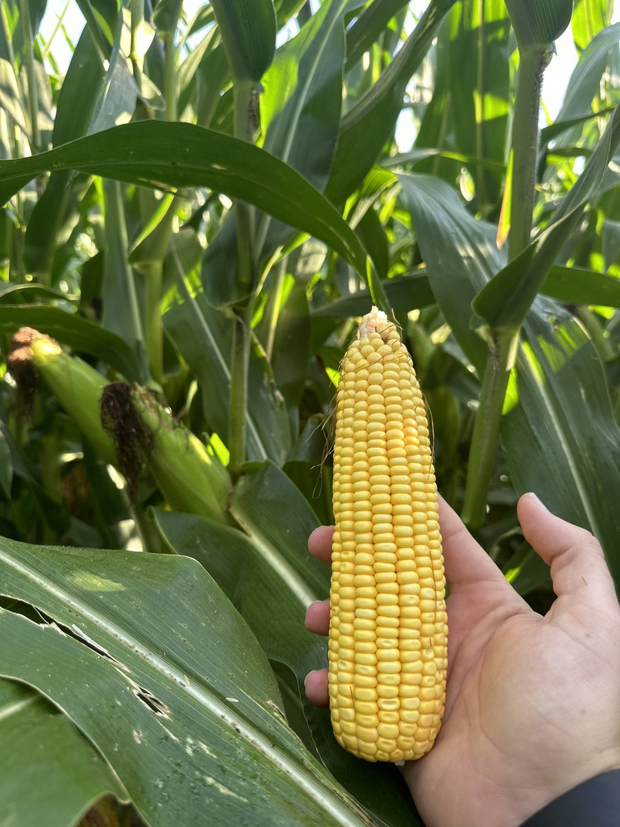 Bodie Kitchel tweet media