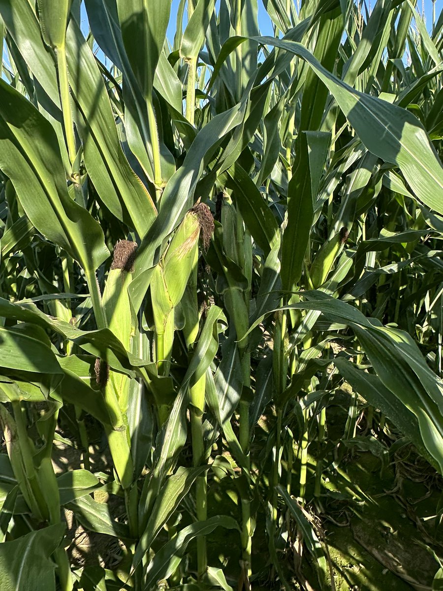 Bodie Kitchel tweet media