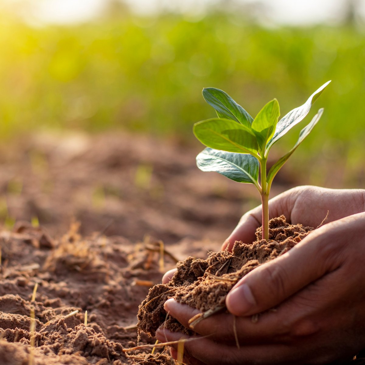 🎙️ Stefan Caddy-Retalic of <a href="/UniAdelaide/">UNI</a> joined ABC 891 Radio Adelaide to discuss: Can plants feel pain? 
While plants don’t feel pain, they do respond to stress. Chemical Signals: To deter pests or attract predators. Ultrasonic Bursts: Stress-induced sounds beyond human hearing.