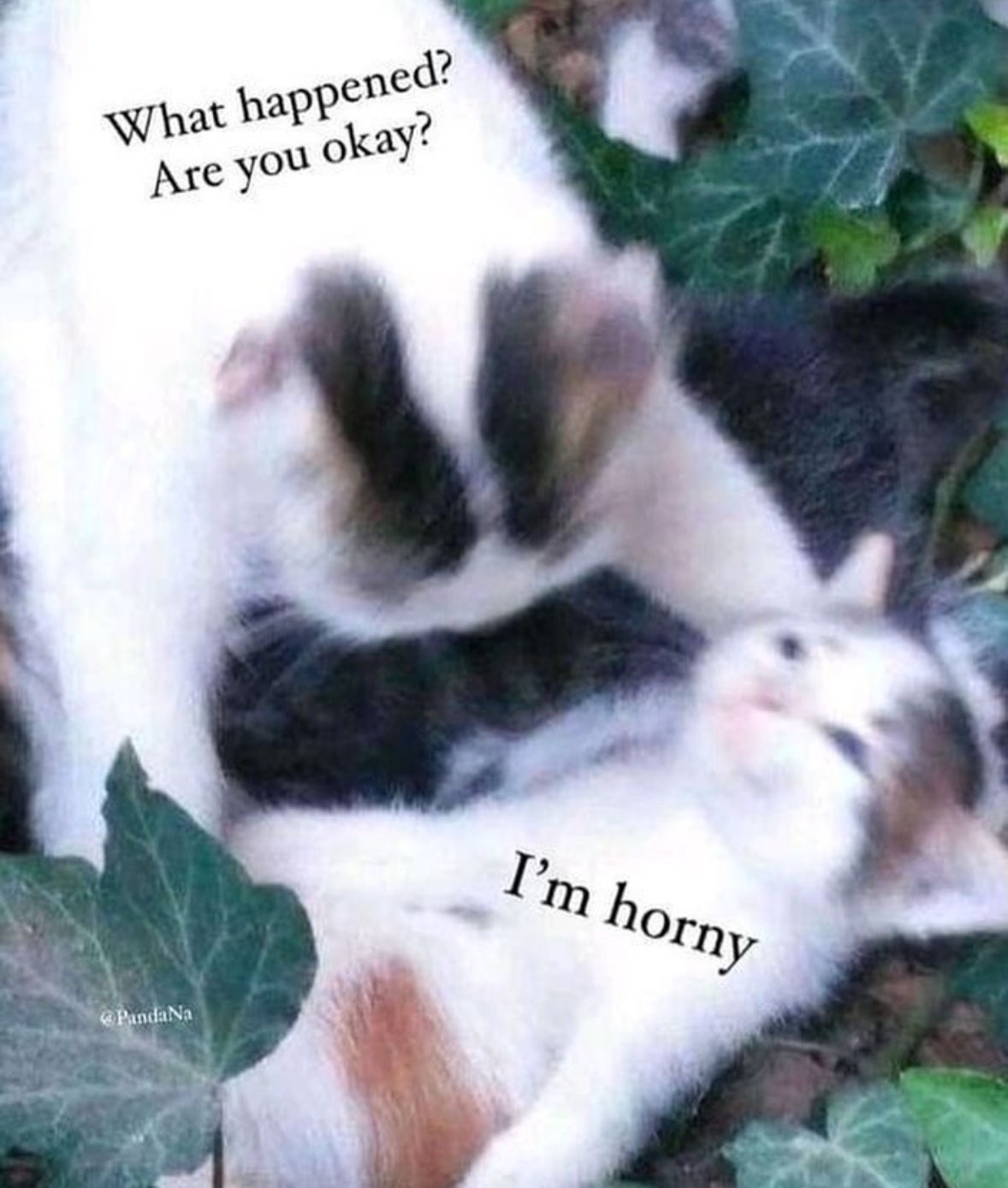 cute and kinky memes (@lovefreakmemes) / X