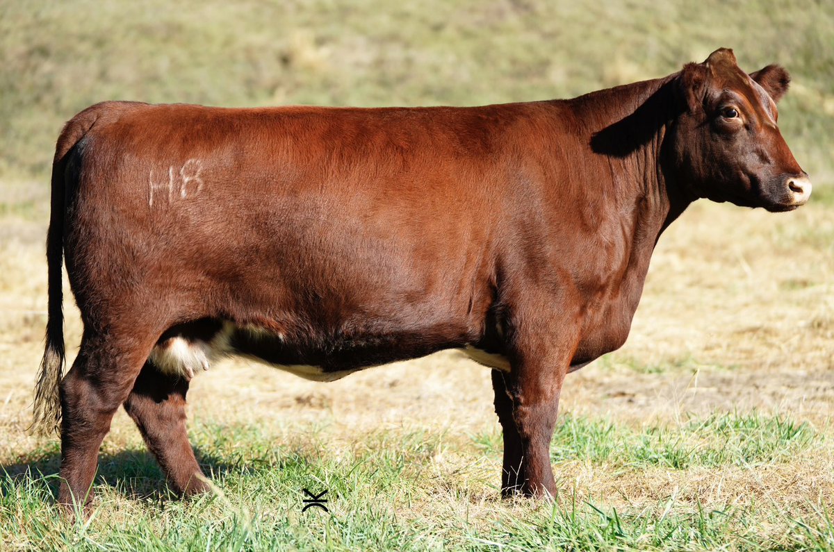 It's a great day for my parent’s herd, Bowman Superior Genetics, as their new embryo donor, Gilman’s Myrtle 8H, is the #1 Donor Dam in the Shorthorn breed for the newly released, $Cow Productivity Index ($CPI) at $200.82!

Bred by <a href="/threalCalesalad/">Ethan Gilman</a> 

(Pictured as a 3 year old)