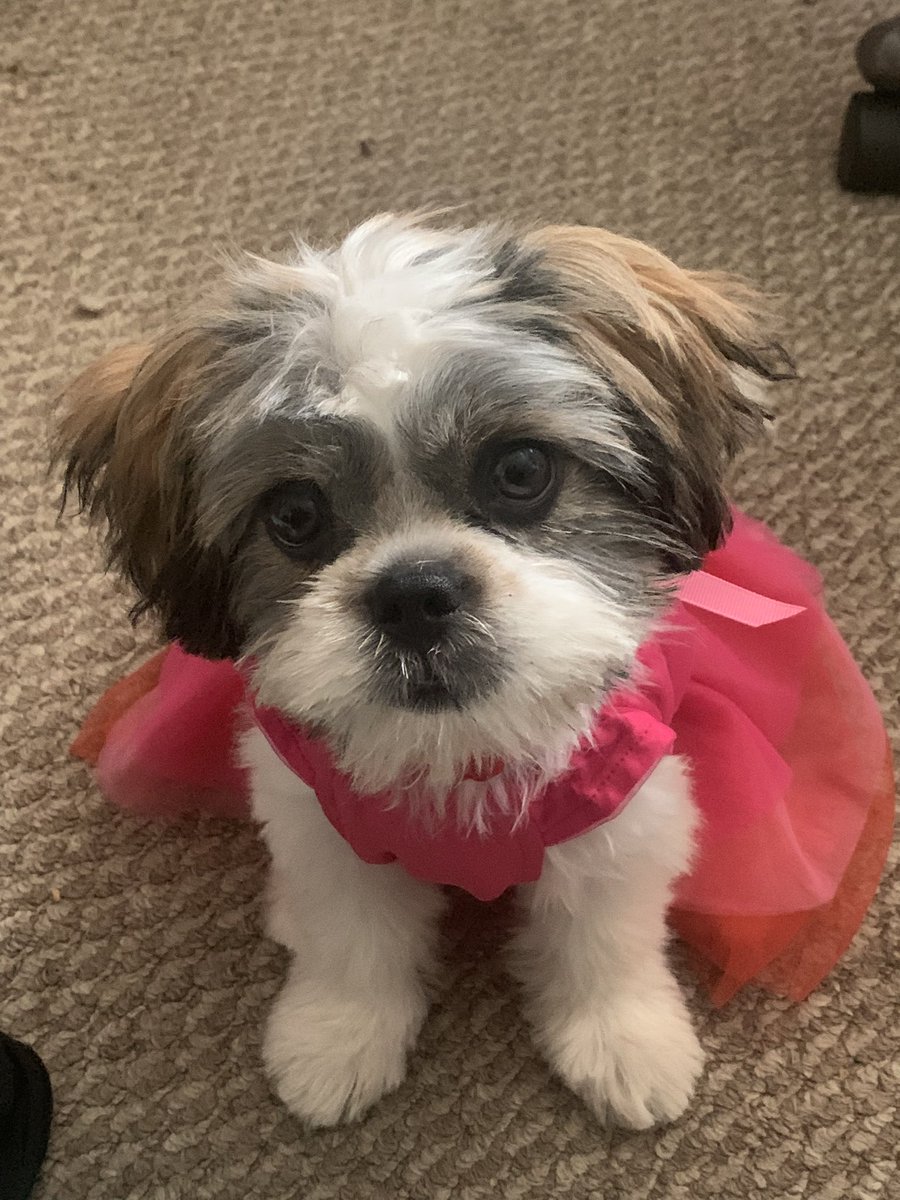 v4karian's tweet photo. while i was gone i turned 23 and got a dog https://t.co/yhNsAyGmP7