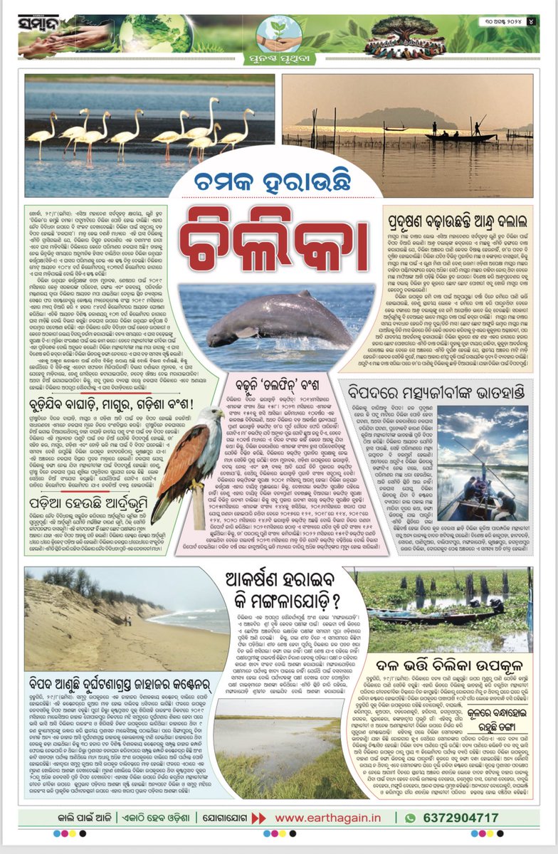 tanaya_p's tweet image. Sambad Punascha Pruthibi special page - Day 20.
Chilika in focus.
#EarthAgain #Chilika #Sambad