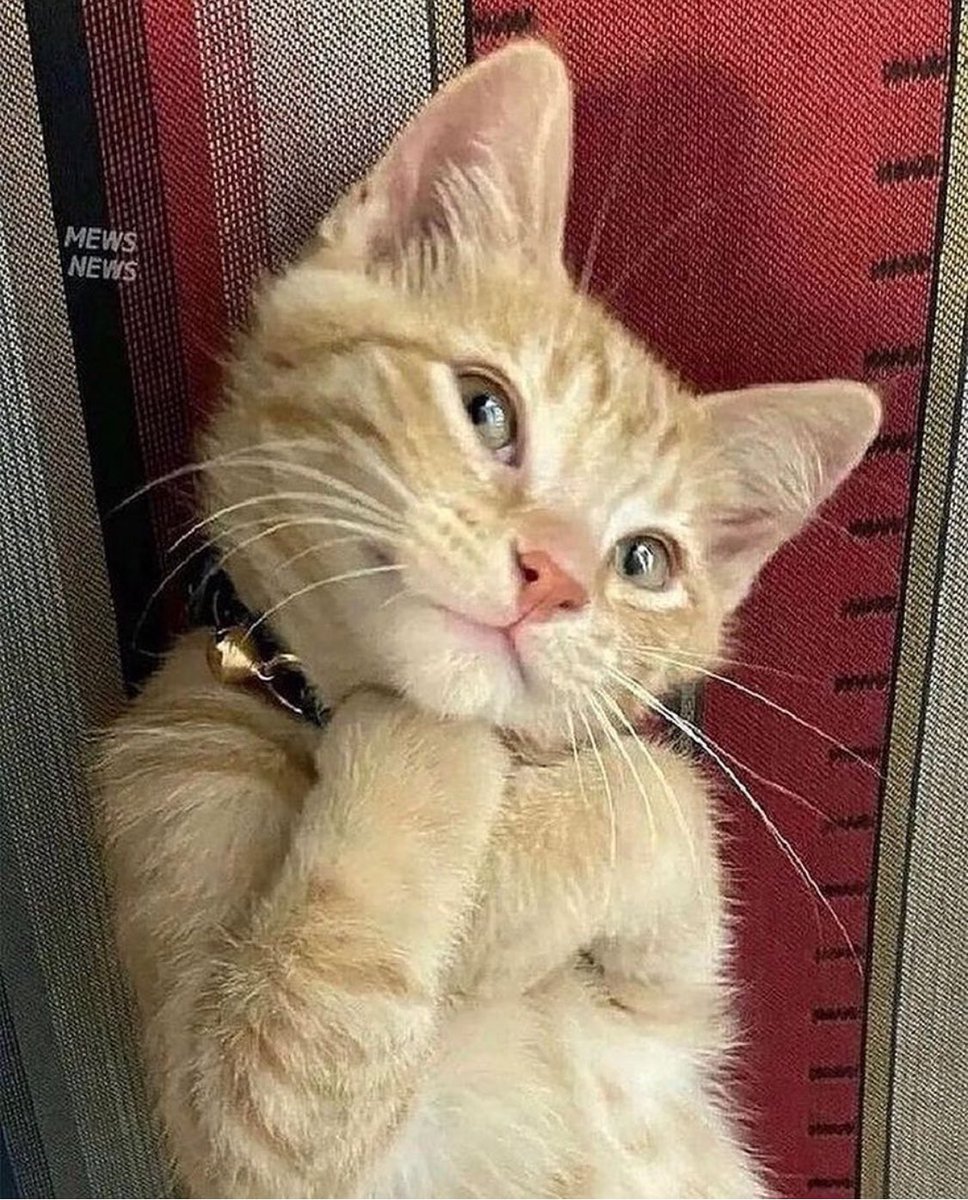 PunchingCat's tweet photo. cutie patootie https://t.co/Pr7bHMOzDv