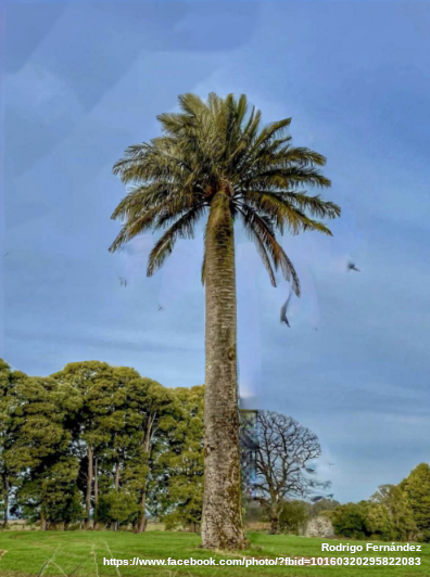 openmapchile's tweet photo. #Jubaea chilensis en campo de trigo, al norte de #Osorno. Mapeada en #OpenStreetMap contabilizando 3261 en #Chile. Proyecto: Arbolado Urbano Público Virtual #AUPV, la mejor opción para la gestión municipal de los árboles. Visor: #MapComplete 🌴📌📸📲🗺️ https://t.co/RXfNXxWnmM