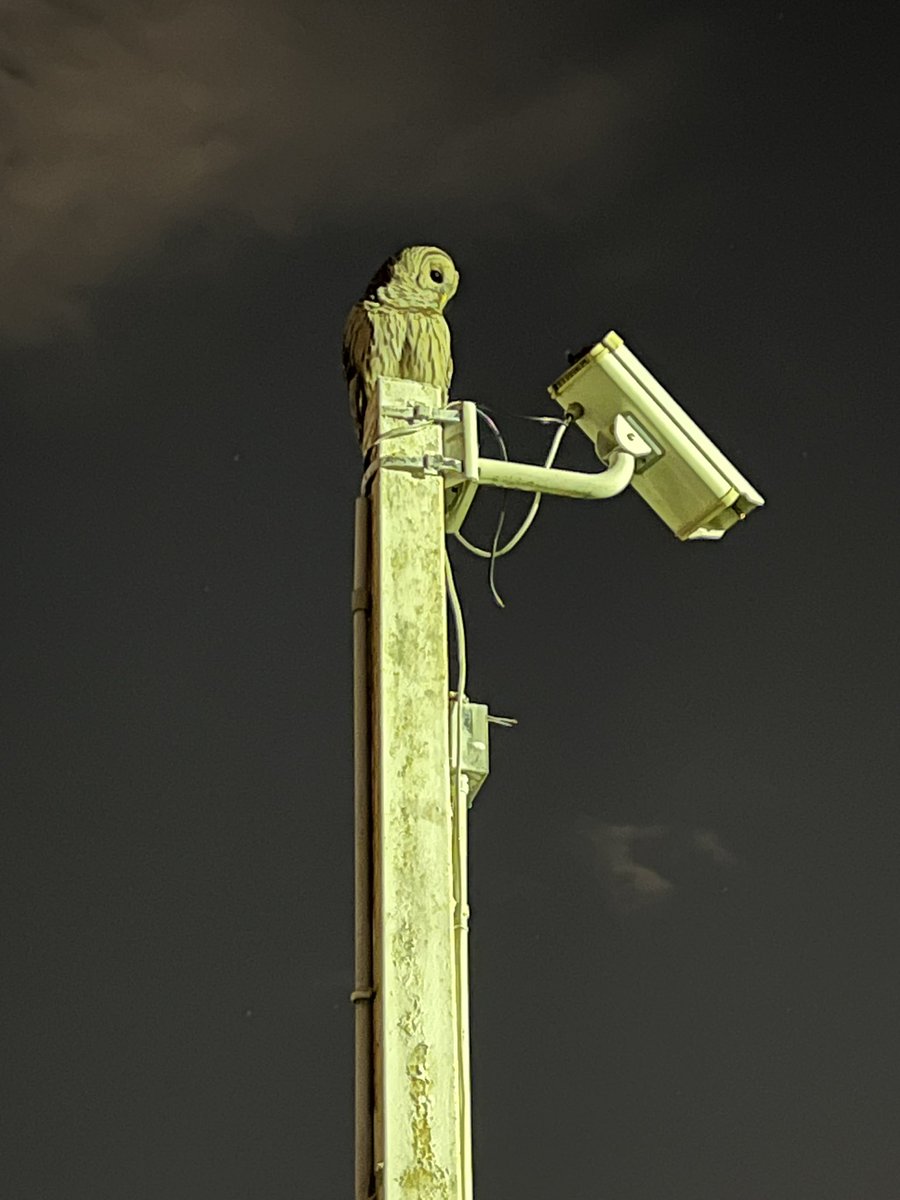 Dan Schkade tweet media