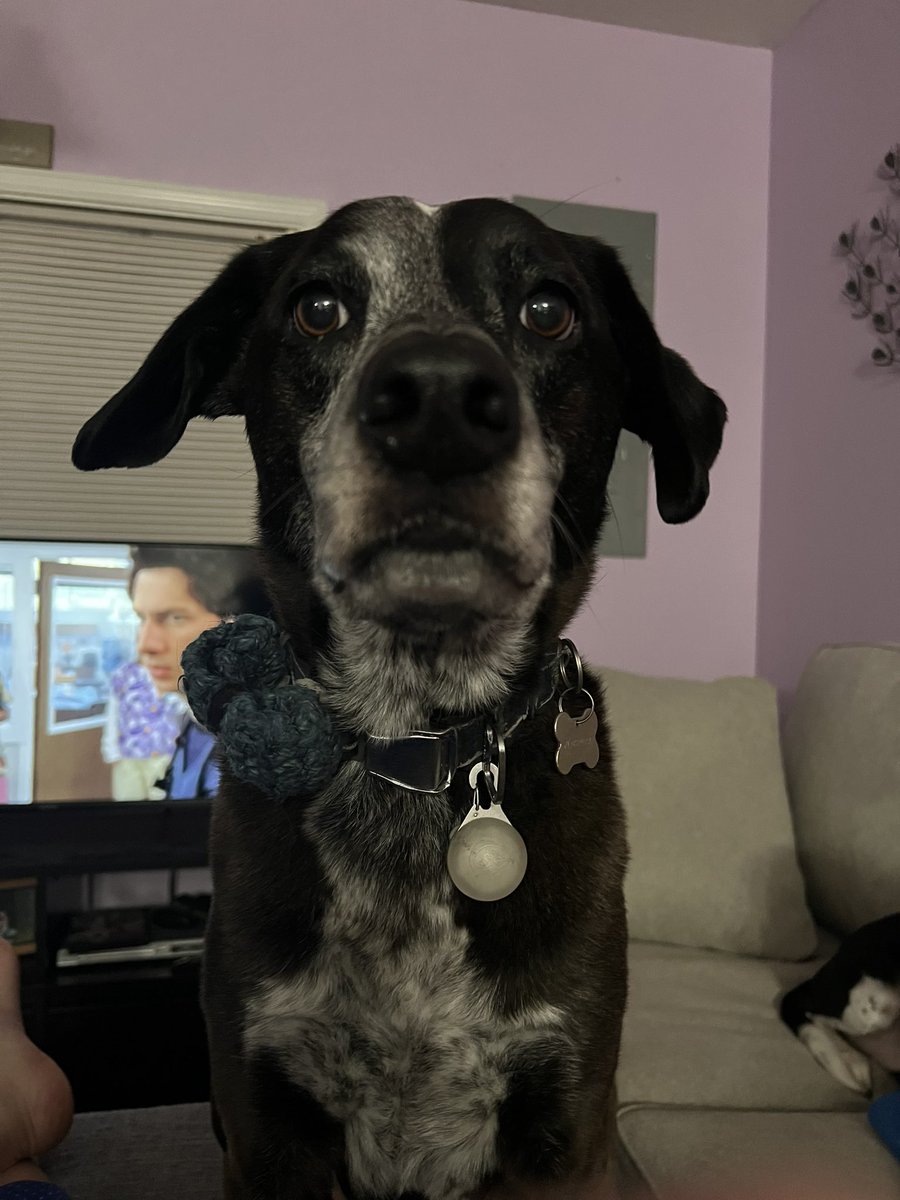 t_rex20_'s tweet photo. @hockeyisaac your #DailyBenny https://t.co/z5nKuj4S6c