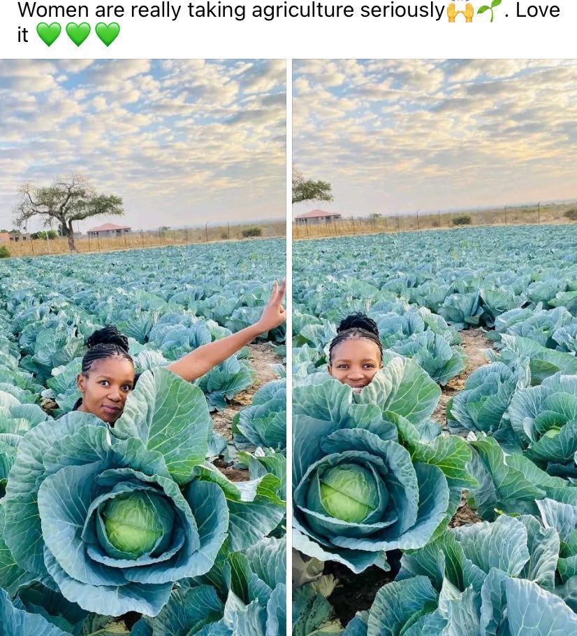 WAgricultu92898's tweet photo. Reinstating agri graduates can ensure inclusive agricultural growth! By providing extension services, they can support marginalized groups &amp; promote social equity.
#ReinstateAAP
#UnemployedAgricGraduates
@jsteenhuisen
@DOAgov_ZA
@Treasury_RSA
@PACpresident https://t.co/8sLTXrpktw