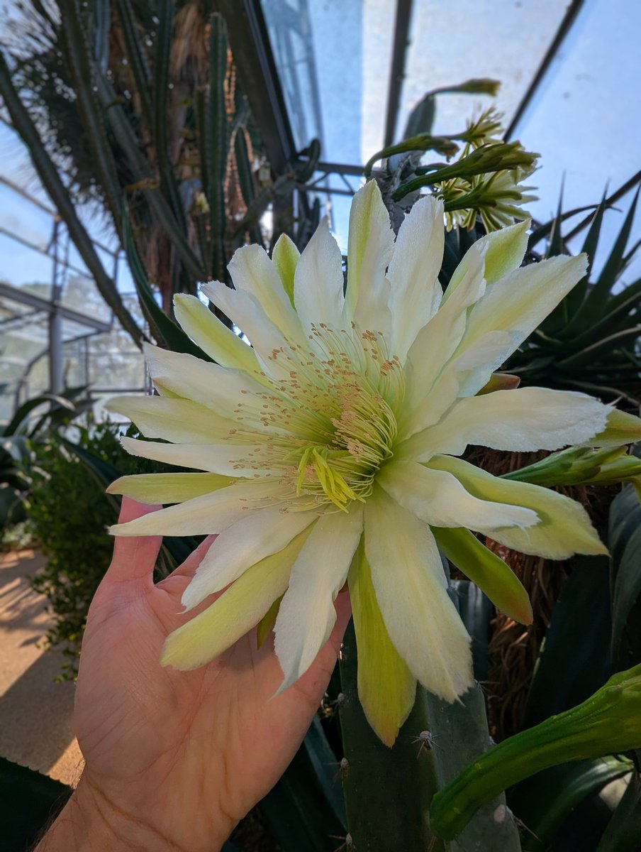 thorogoodchris1's tweet photo. At first light this morning, our Arid House was filled with night-flowering cactus flowers the size of dinner plates. In just an hour they'll be over - but what a privilege to have seen them ❤️ https://t.co/rjVWBImLf3