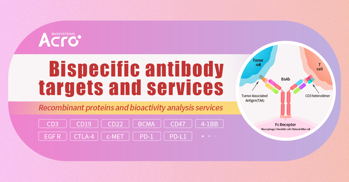 CD3/CD20 bispecific antibodies (BsAbs) are making significant strides in cancer treatment. These antibodies combine potent therapeutic effects with a favorable safety profile, fueling increasing market.  acrobiosystems.com.cn/A1222-Bispecif…