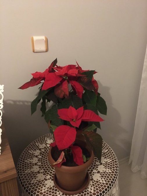 30 Ağustos Zafer Bayramınız kutlu olsun