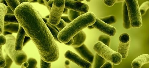 Descubierta la posible relación entre el #microbioma y el #autismo 

omniprex.com/descubierta-la…