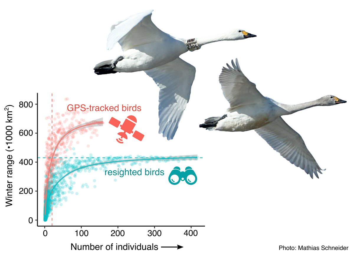 niooknaw's tweet photo. New publication: #Trackingdata as an alternative to #resightingdata for inferring population ranges, by @_hanslinssen @BartNolet and others. #climatechange #citizenscience #waterbird #swans #migration #speciesdistribution
https://t.co/9WBtgFzntb https://t.co/1YOEhLO5wt