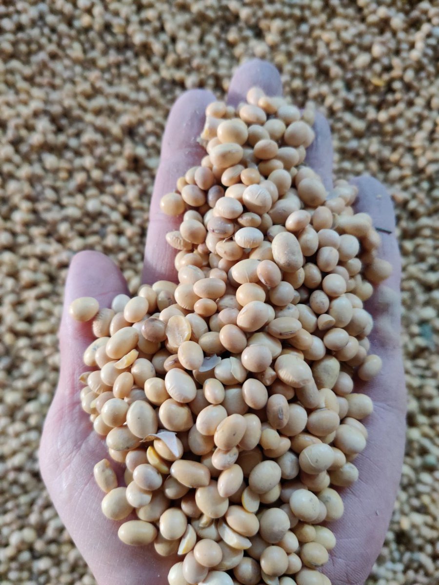 ManoyRoman's tweet photo. Commodity: Soybeans GMO and NON GMO
Origin: Ukraine 
Crop: 2023-2024
If you want to buy please send your request with full details on email: 3891romio@gmail.com
#soybeans #beans #soya #sbs #oil #ukraine #crop2023 #crop2024 #oilseeds https://t.co/GUwaDr16aq