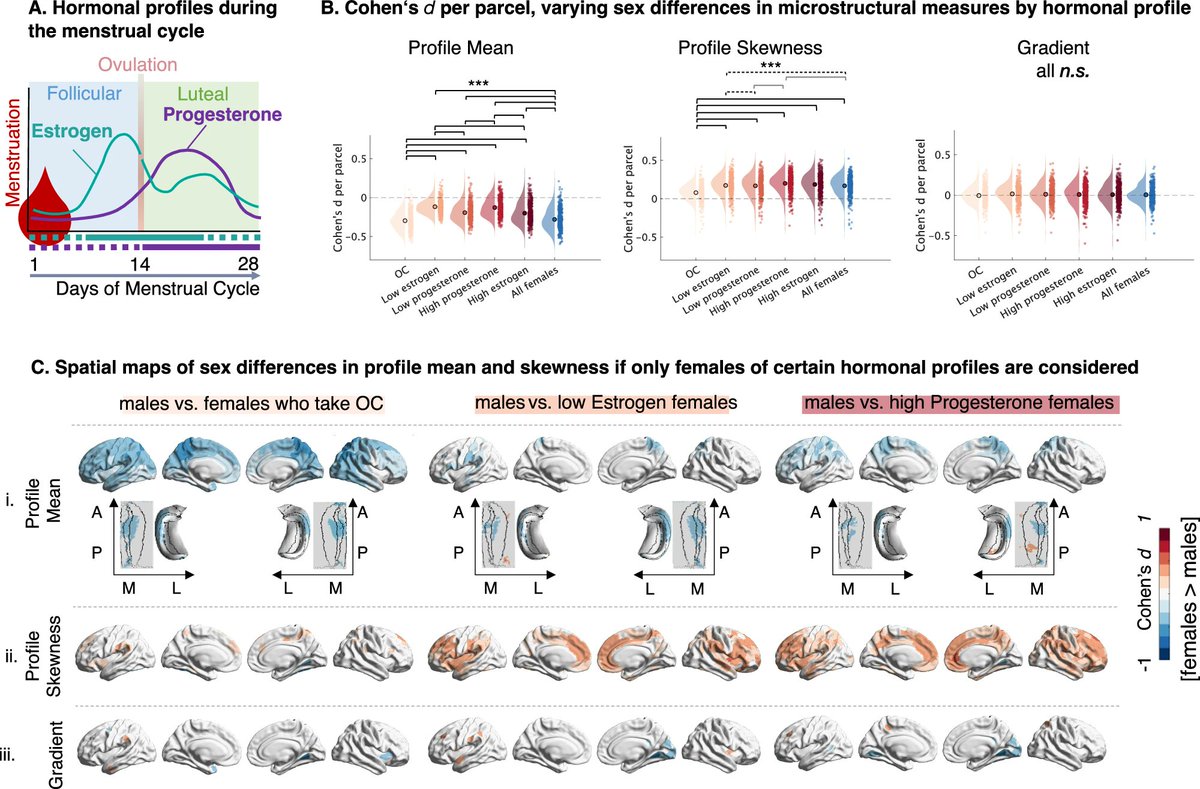 Svenjakchnhff's tweet photo. Because sex is #notbinary, we then contextualise how these differences may be related to one of the variables that determine biological sex: #sexhormones. The effect size of the reported sex-bias varies depending on self-reported hormonal status in females. https://t.co/fdd2eZFg6X