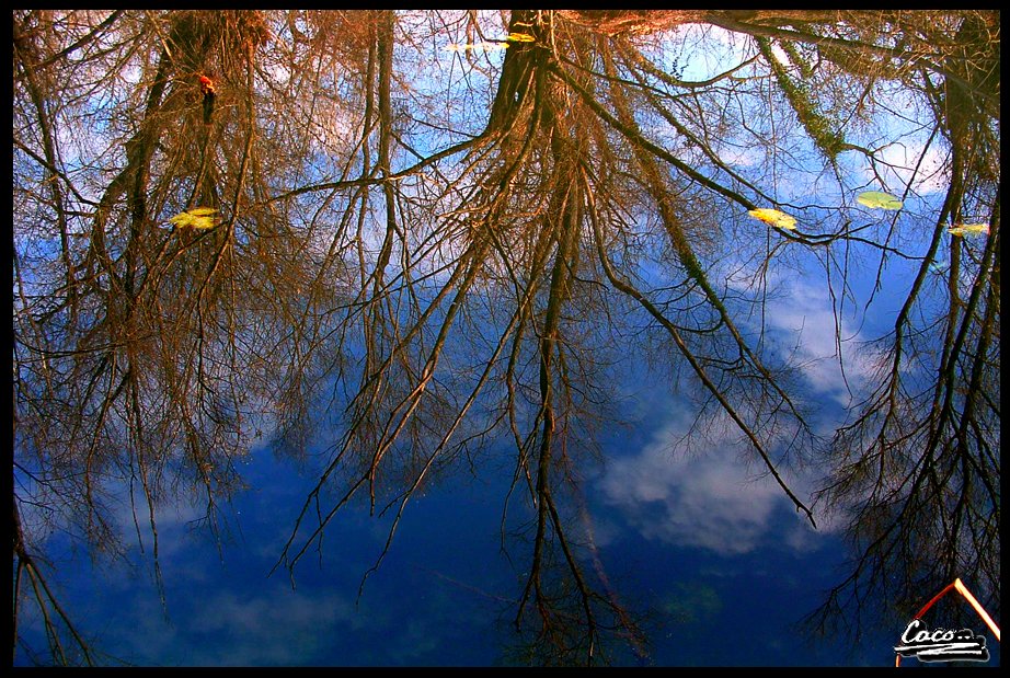 caco_darkage's tweet photo. Reflection
#photography #nature #naturephotography #reflection #reflectioninwater https://t.co/13kI7Di84H