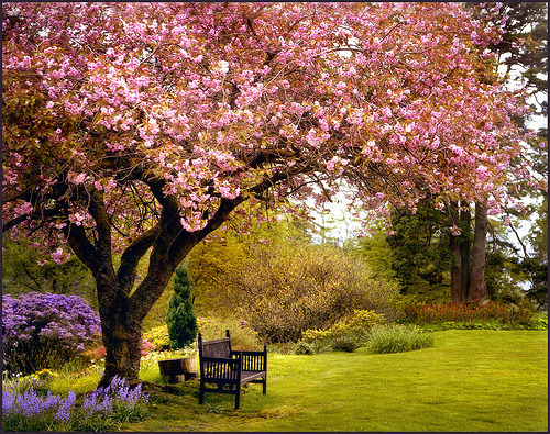 realfoxd's tweet photo. Spring Cherry Blossoms, Great Britain #SpringCherryBlossoms #GreatBritain https://t.co/jTlcxbKjNb https://t.co/pdh3cxyg4u
