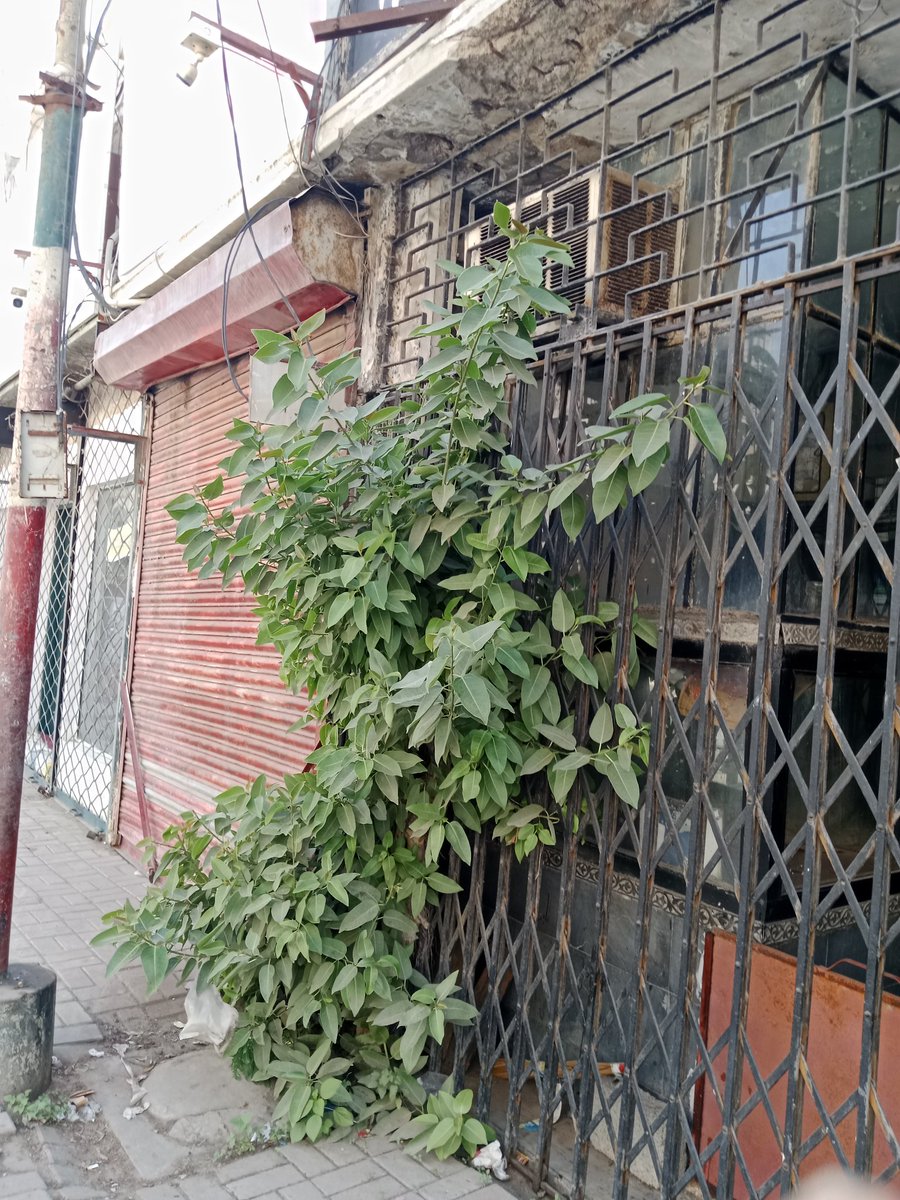 rajparsindhi's tweet photo. My environmental photography Victoria road sadar Karachi https://t.co/qLFDWKbrld