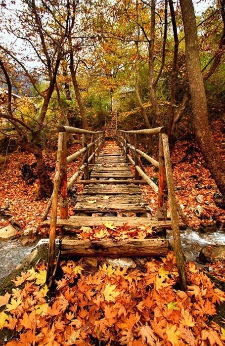 realfoxd's tweet photo. Autumn Bridge, Greece #AutumnBridge #Greece https://t.co/GCyvtH5kHp https://t.co/PC6eudDIdR