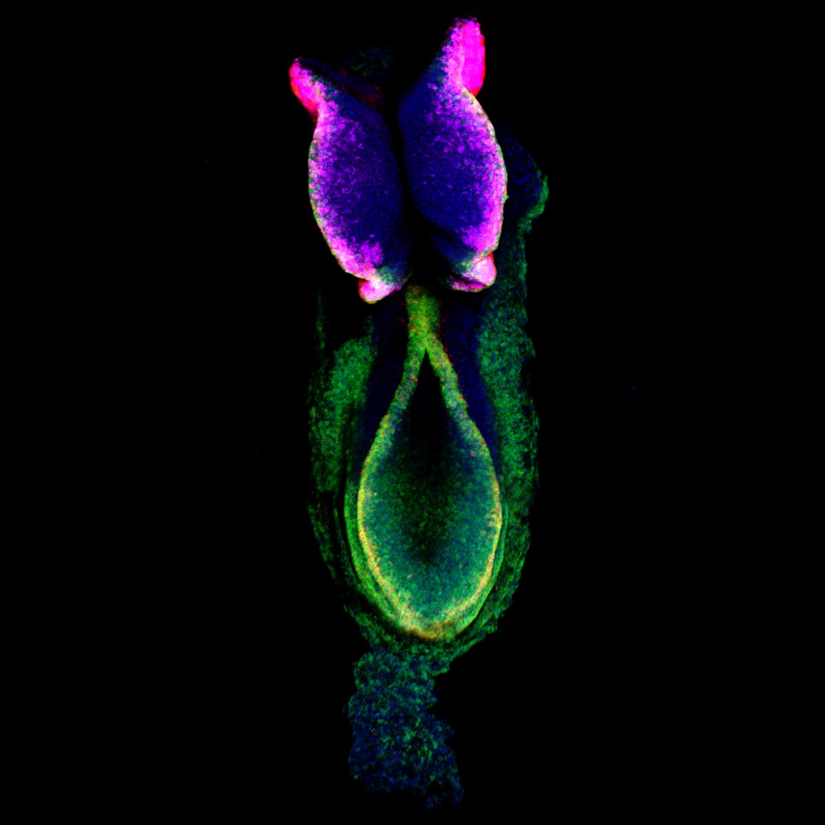 British Heart Foundation tweet media