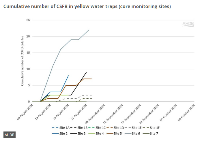 AphidsToZ's tweet image. The number of beetles at our Cambridgeshire site are now on the rise and have been primarily caught in the 1 metre traps. Crops at this site have emerged with the first leaf unfolded. For regular updates visit ahdb.org.uk/csfb