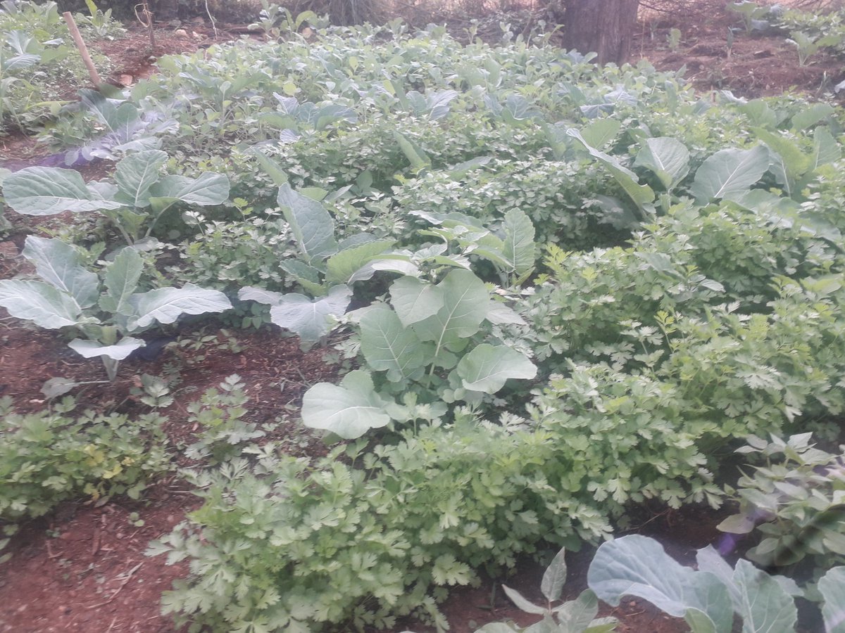 <a href="/NarecNgo/">NAIROBI RECYCLERS</a> sustainable agriculture at DC Dagoretti South by implementing eco-friendly practices. We focus on organic farming, waste and soil enrichment to boost Our initiatives promote local food security contributing to a healthier, sustainable community.