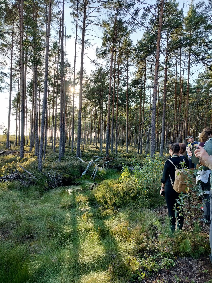 peatscapes's tweet photo. Another fantastic #SERE2024 trip to peat restoration sites in Estonia. This time to Soosaare bog in Alam-Pedja reserve, to see initial outcomes in both extracted &amp; forested areas, 6 years after rewetting. Thanks to Jüri-Ott Salm @ELFond &amp; Elin Soomets @unitartu for a great tour! https://t.co/hm7zOrQBlZ