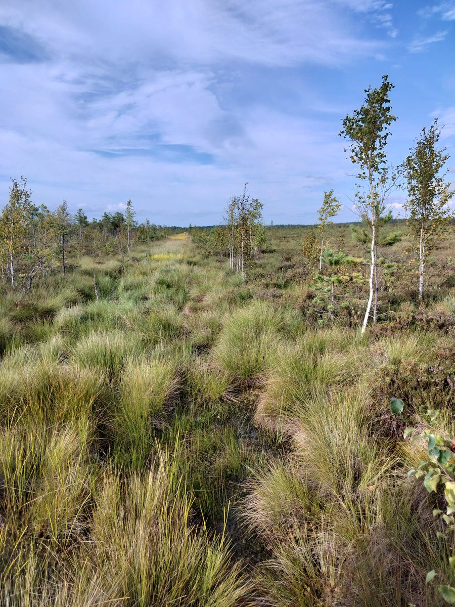 peatscapes's tweet photo. Another fantastic #SERE2024 trip to peat restoration sites in Estonia. This time to Soosaare bog in Alam-Pedja reserve, to see initial outcomes in both extracted &amp; forested areas, 6 years after rewetting. Thanks to Jüri-Ott Salm @ELFond &amp; Elin Soomets @unitartu for a great tour! https://t.co/hm7zOrQBlZ