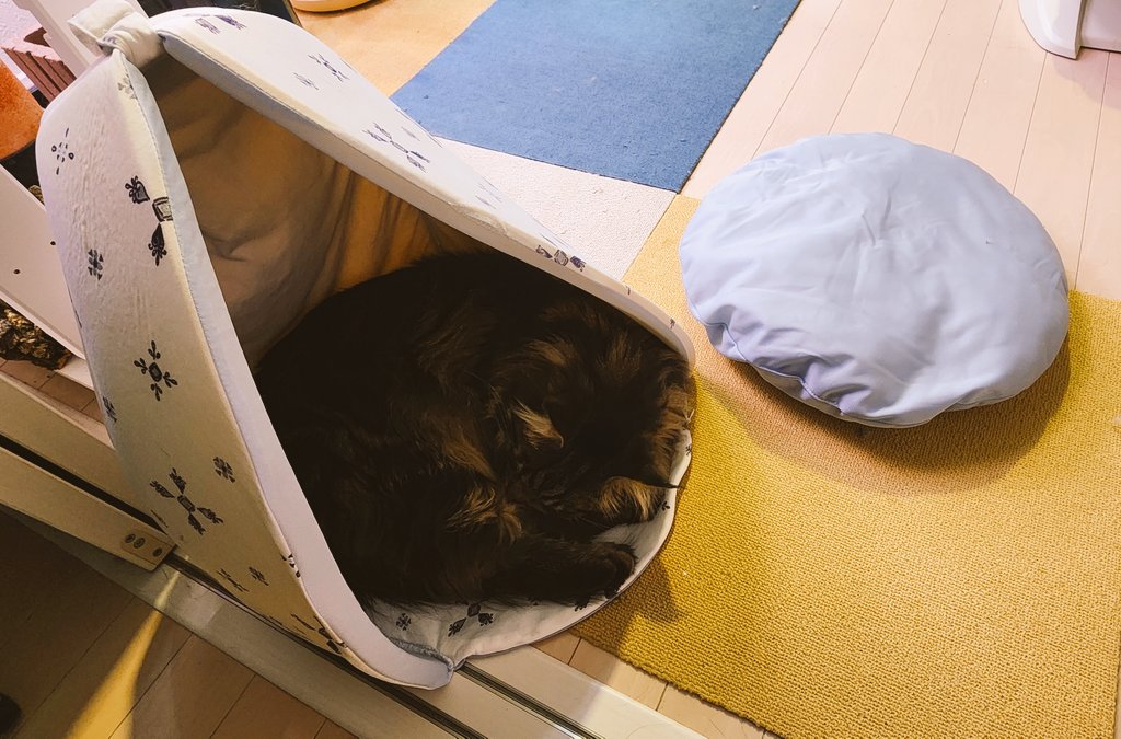 nekoemirin's tweet photo. クッション無いけどいいの？

#メインクーン
#シカマル
#猫のいる暮らし https://t.co/N0wzPk0u3T