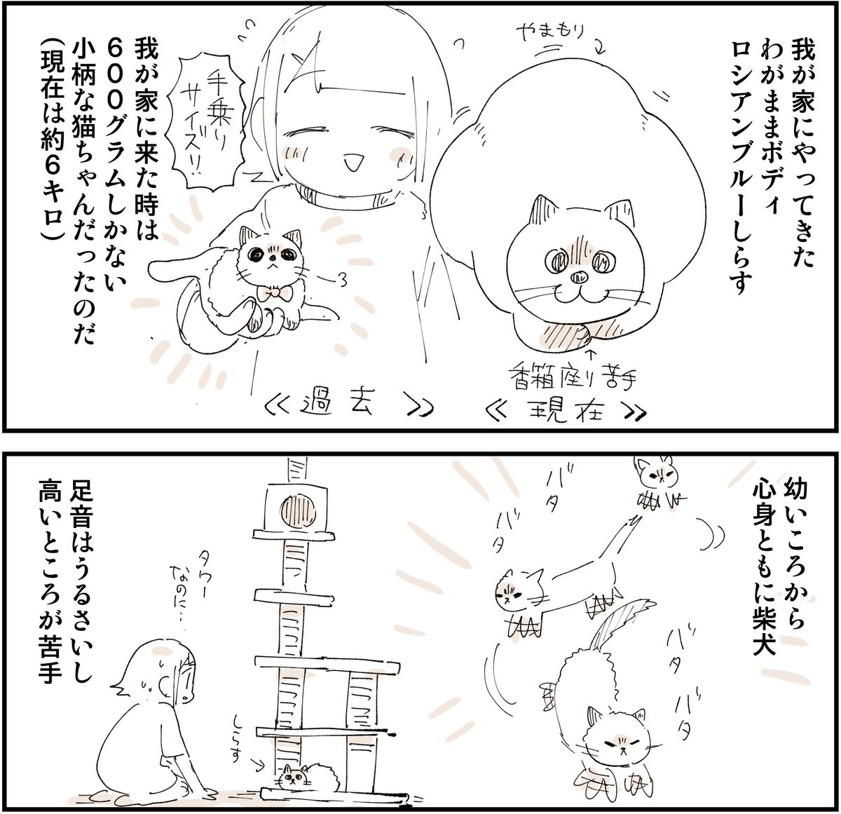 猫漫画をみてほしい 0/5 