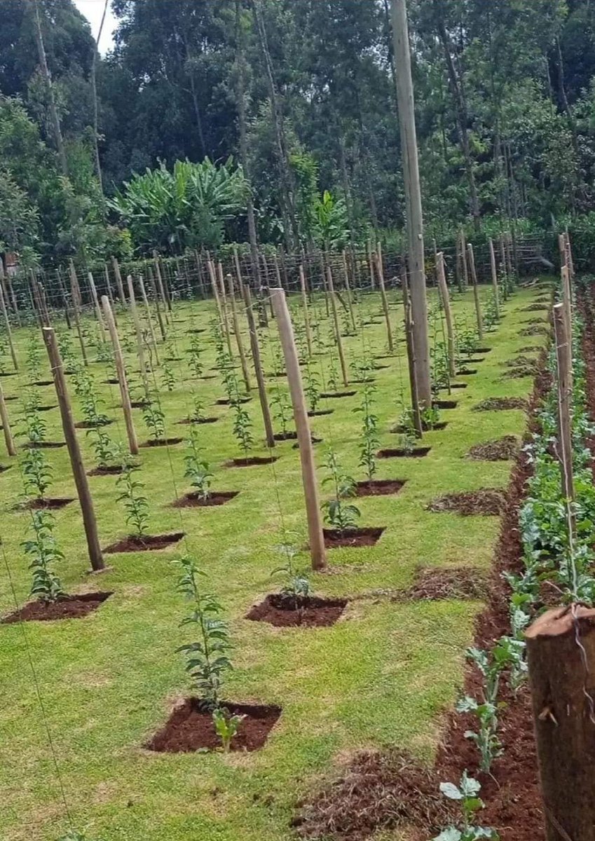 Ensuring that you maximize your available space conveniently #PrioritisingFarmers
#SustainableFarming