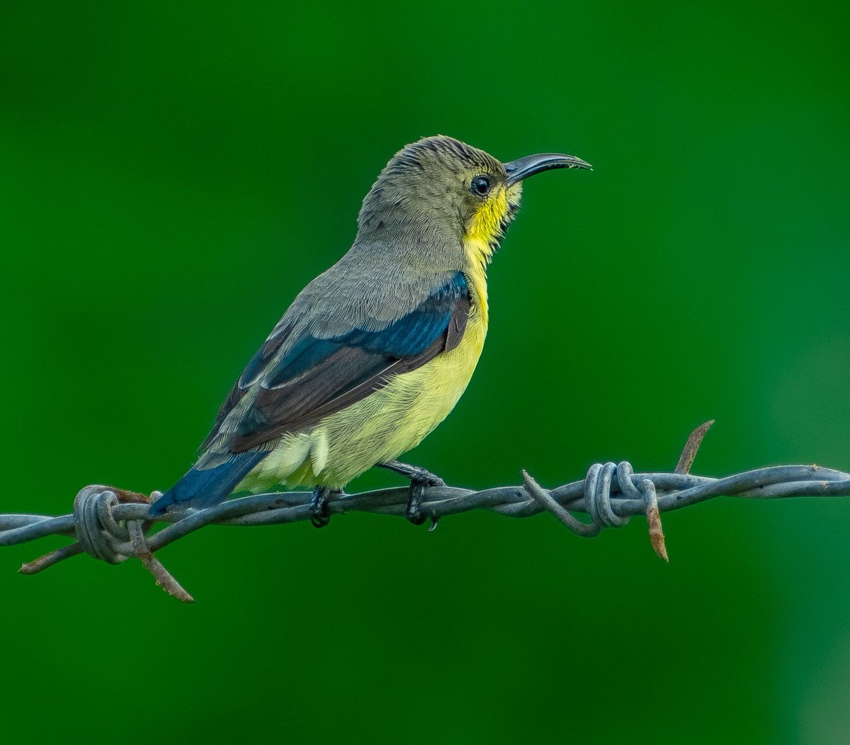 Ketulp5's tweet photo. Birds'Name : Sun Birds 
@NatGeoIndia  @NikonIndia 
@NikonUSA @NatGeoPhotos https://t.co/QNSklqkgN4