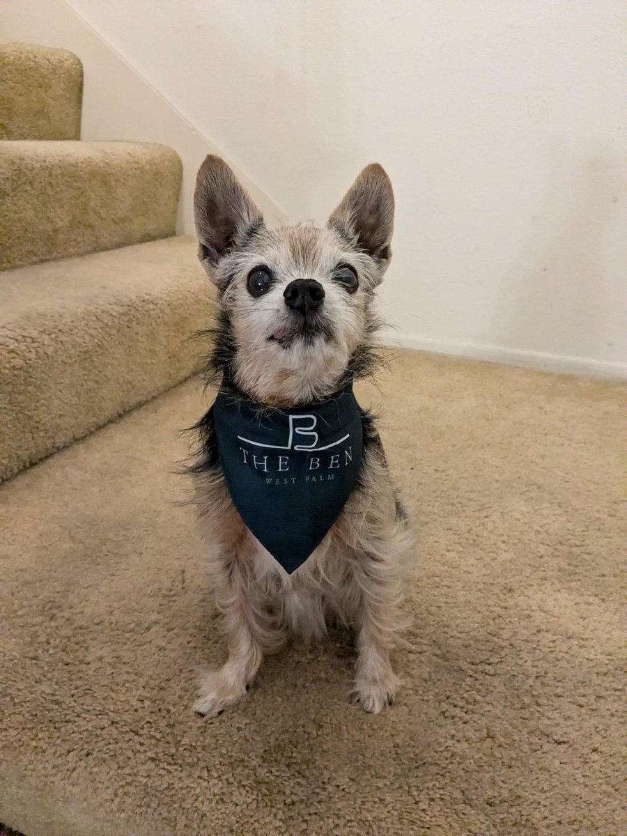 tf3ng's tweet photo. Riley with his new bandana 😍 https://t.co/zfqWTBtZQj