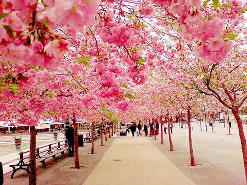 NikkiDale's tweet photo. Cherry Blossom Walk, Sakura, Japan #CherryBlossomWalk #Sakura #Japan https://t.co/s6vbYlwUUS https://t.co/Z2mnow4BCf