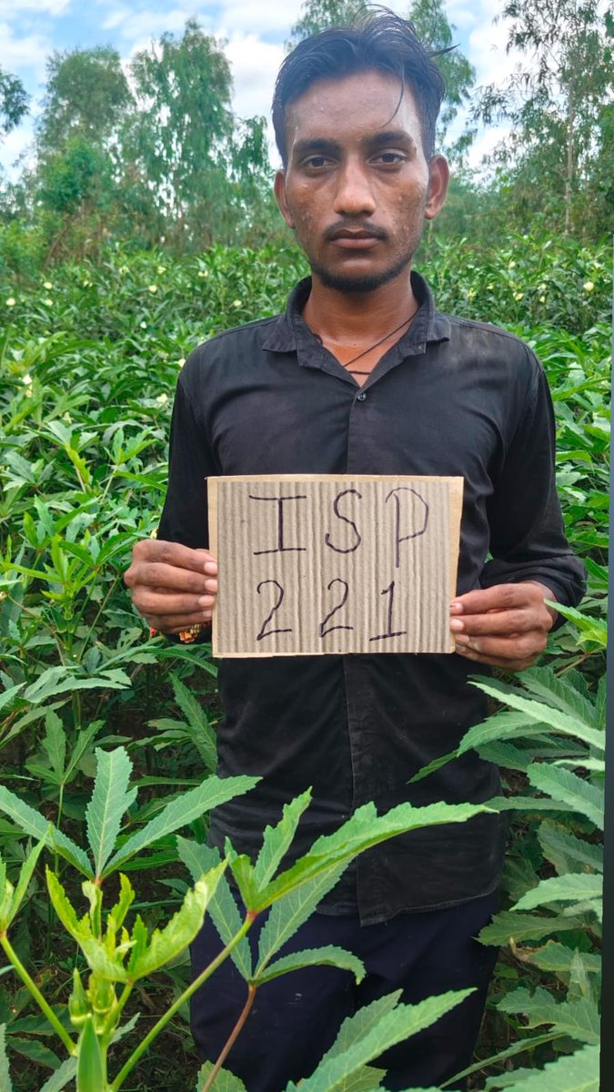 ispseeds's tweet photo. Our team visited to Mr. Virju's farm in Sarnia village of Bareilly district, where ISP 221 okra variety was sown on 10th May,2024. The performance of ISP 221 in the field is a testament to the Power of quality seeds in ensuring harvests. 

#agriculture #ispseeds #okra https://t.co/SelZX4WzdS