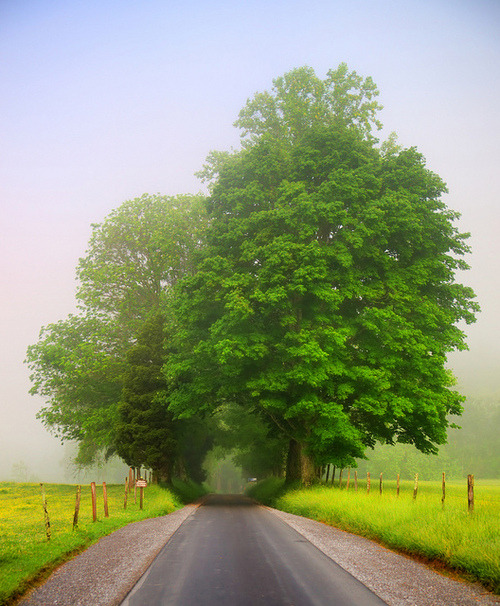 NikkiDale's tweet photo. Tree Tunnel, Cades Cove Loop Road, Tennessee #TreeTunnel #CadesCoveLoopRoad #Tennessee https://t.co/VLNGjpZOV6 https://t.co/sWoQBA1GkU