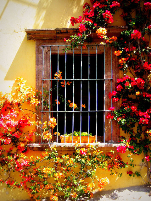 NikkiDale's tweet photo. Bouganvilla, San Miguel de Allende, Mexico #Bouganvilla #SanMigueldeAllende #Mexico https://t.co/d7zNjveEpr https://t.co/snxnOltVfs