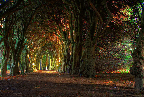 NikkiDale's tweet photo. Tree Tunnel, Meath, Ireland #TreeTunnel #Meath #Ireland https://t.co/nBNWsChhNP https://t.co/Z4feR6uaqf
